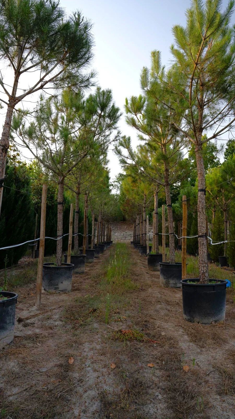 Pinus pinea