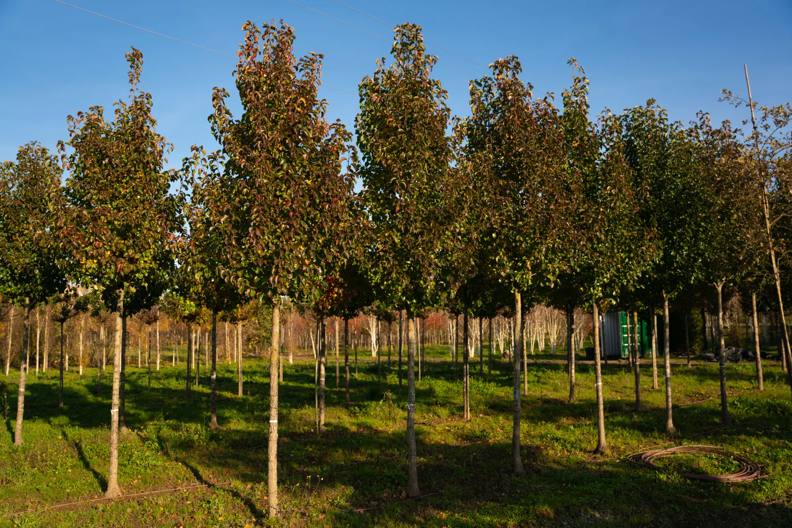 Pereira-de-callery 'Chanticleer'