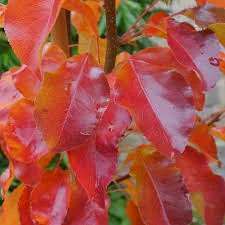 Pyrus calleryana 'Chanticleer'