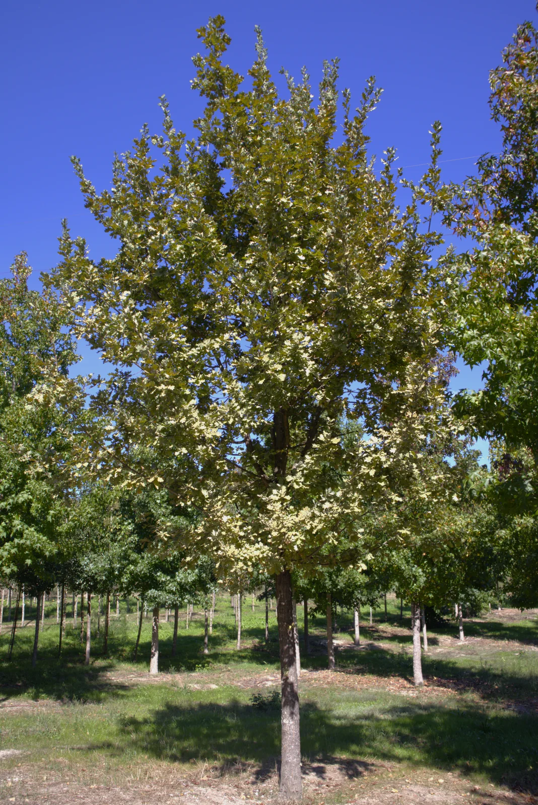 Quercus robur