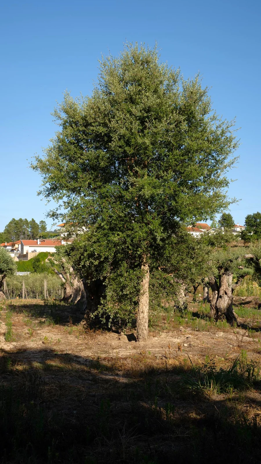Sobreiro