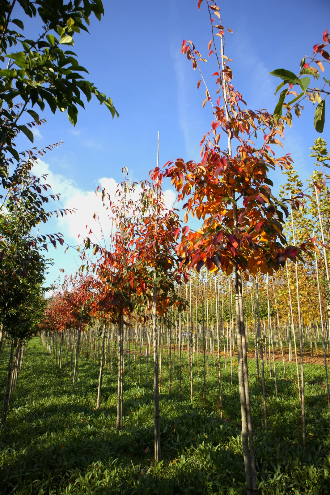 Nyssa sinensis