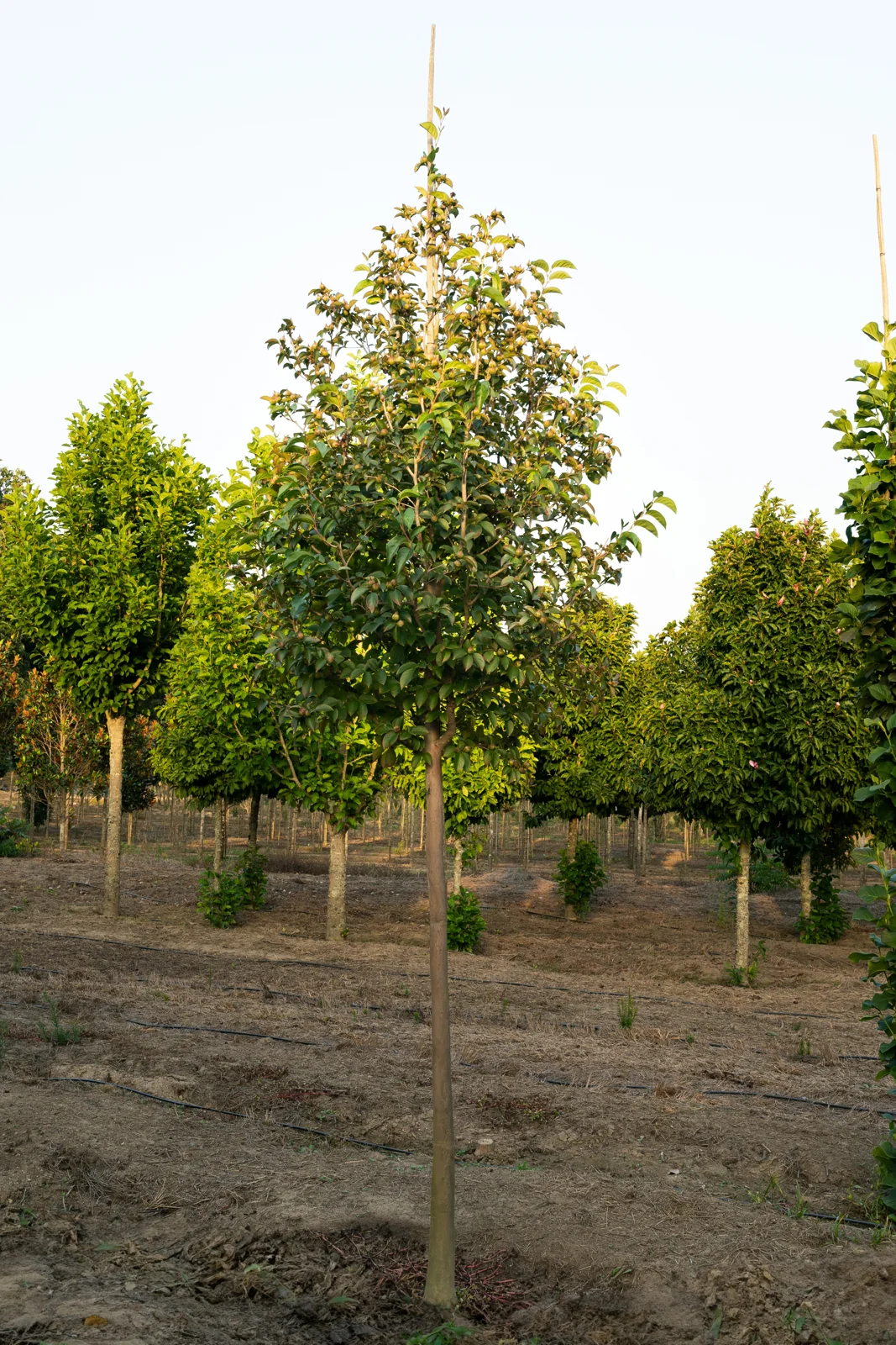 Stewartia pseudocamellia