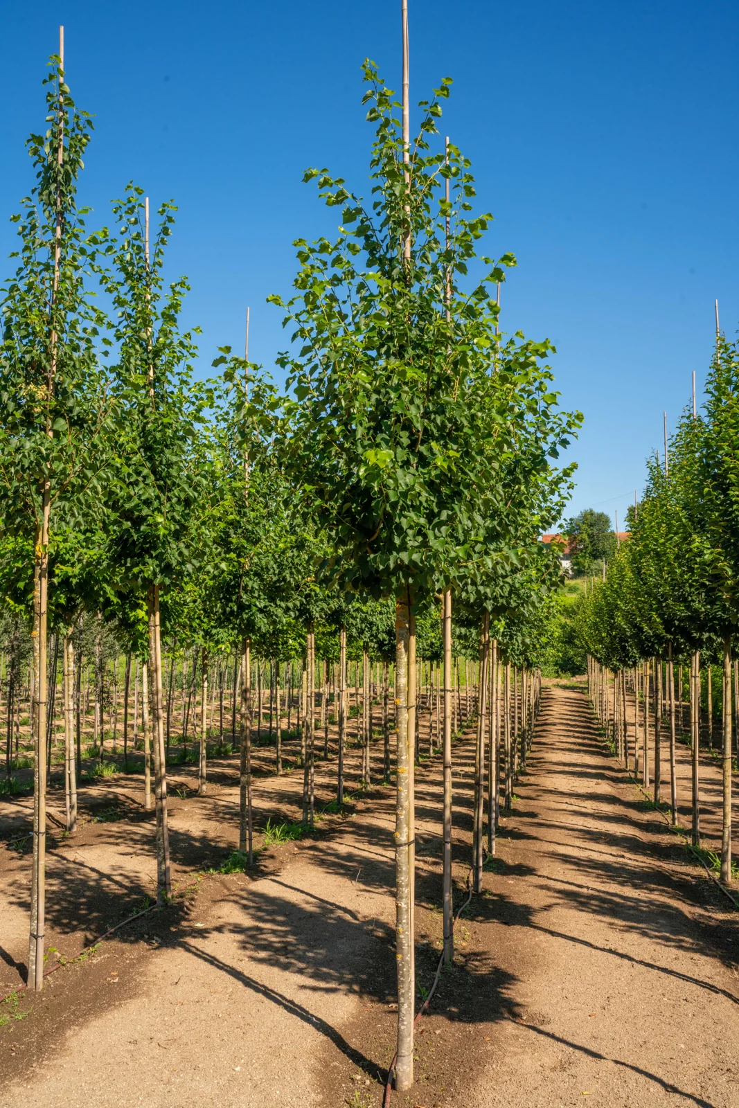 Tilia cordata