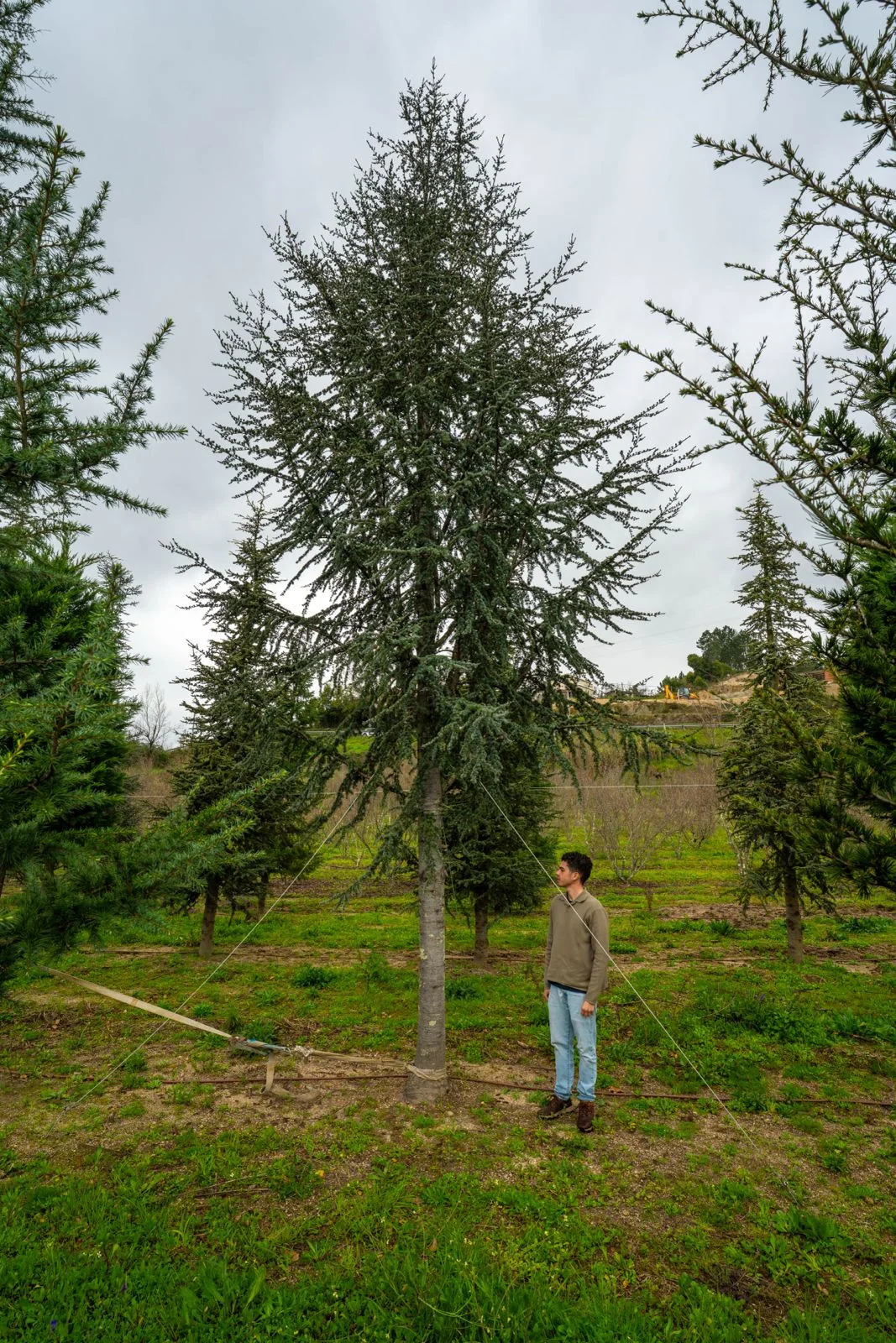 Cedro-do-atlas 'Glauca'