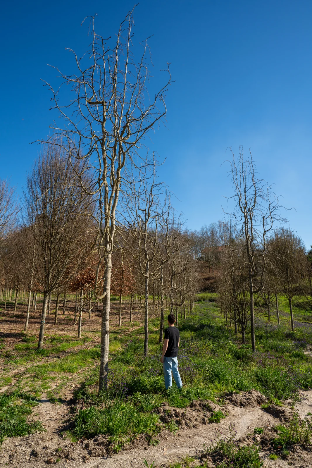 Fagus sylvatica 'Pendula'