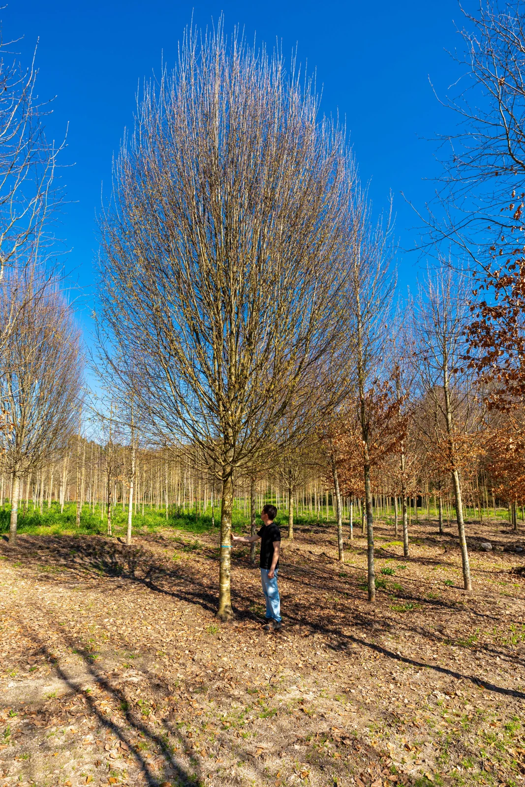Carpinus betulus 'Fastigiata'