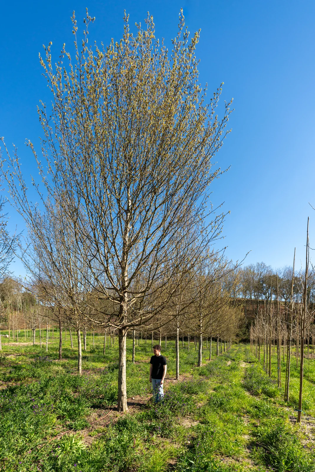 Carpinus betulus