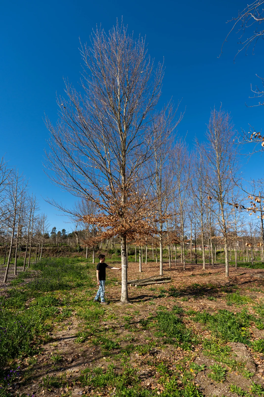 Fagus sylvatica