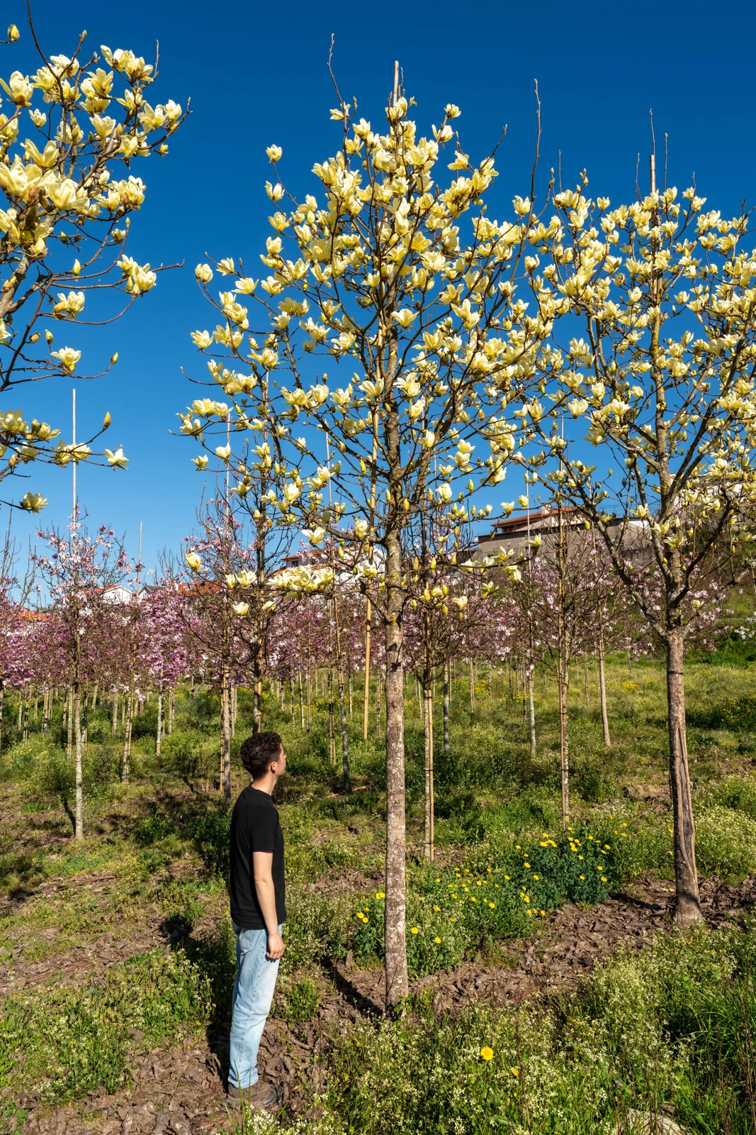 Magnolia denudata 'Yellow River'