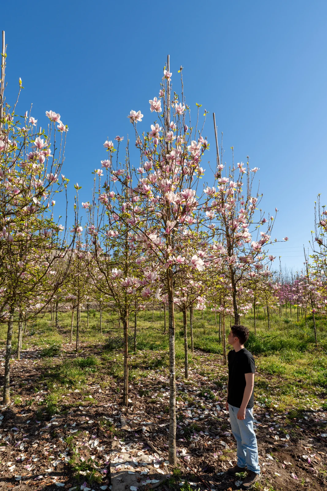 Magnolia x soulangeana