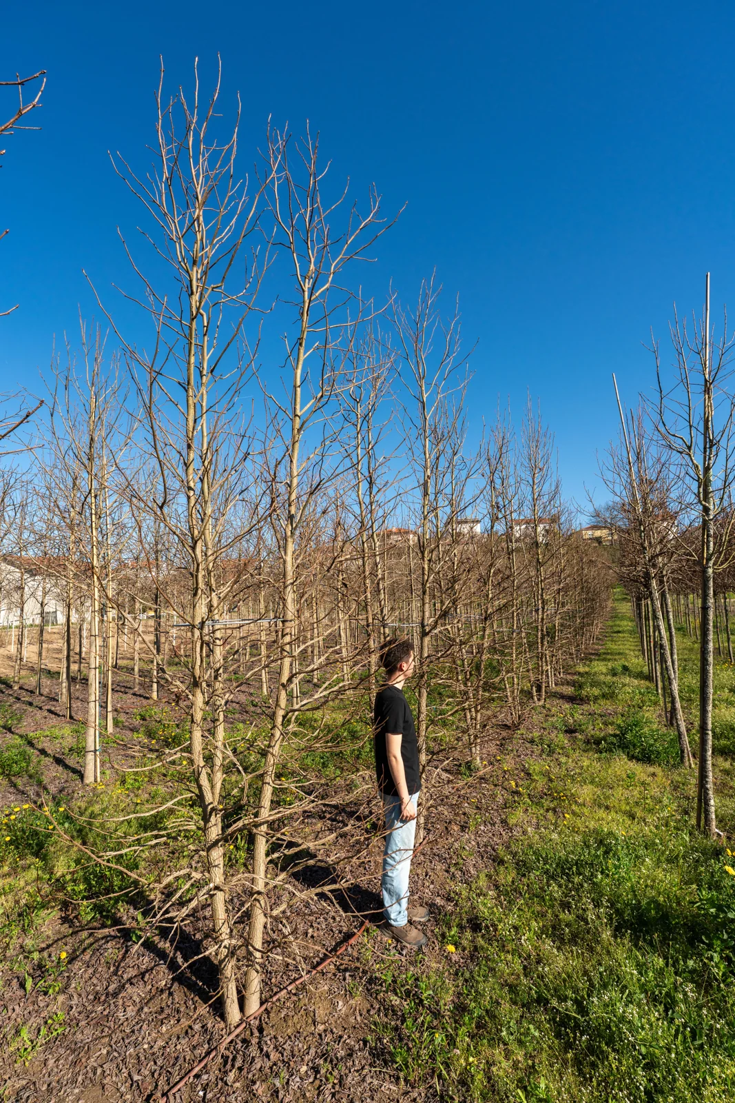 Liquidambar styraciflua