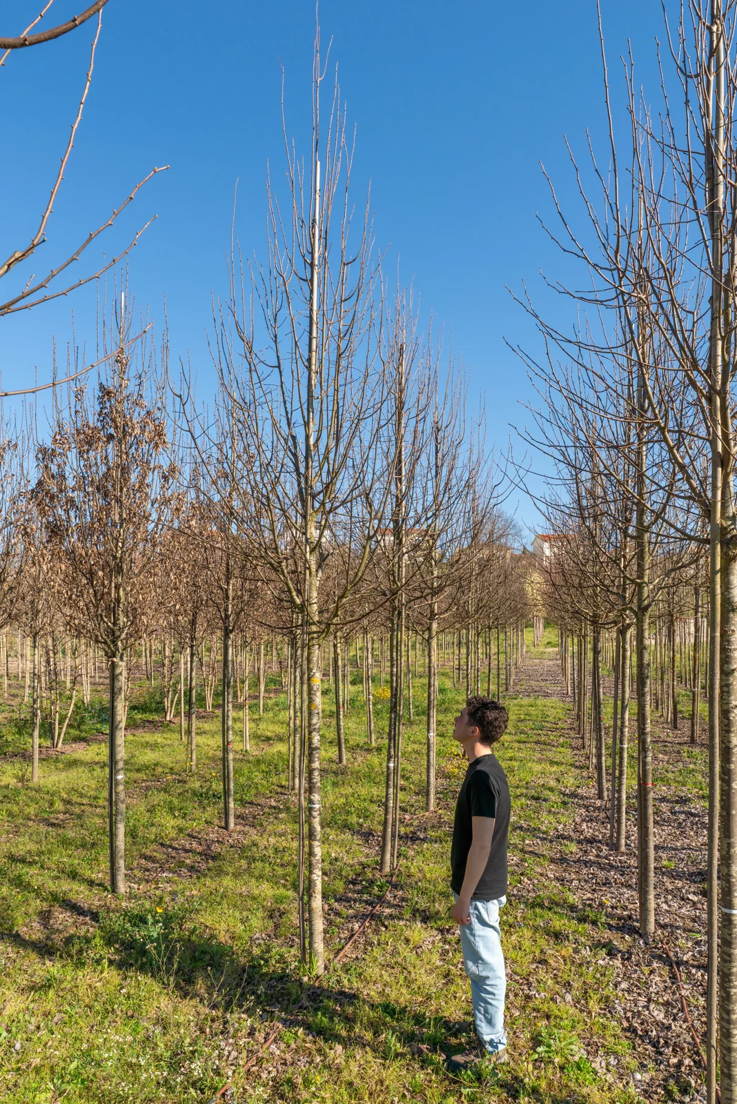 Tilia cordata