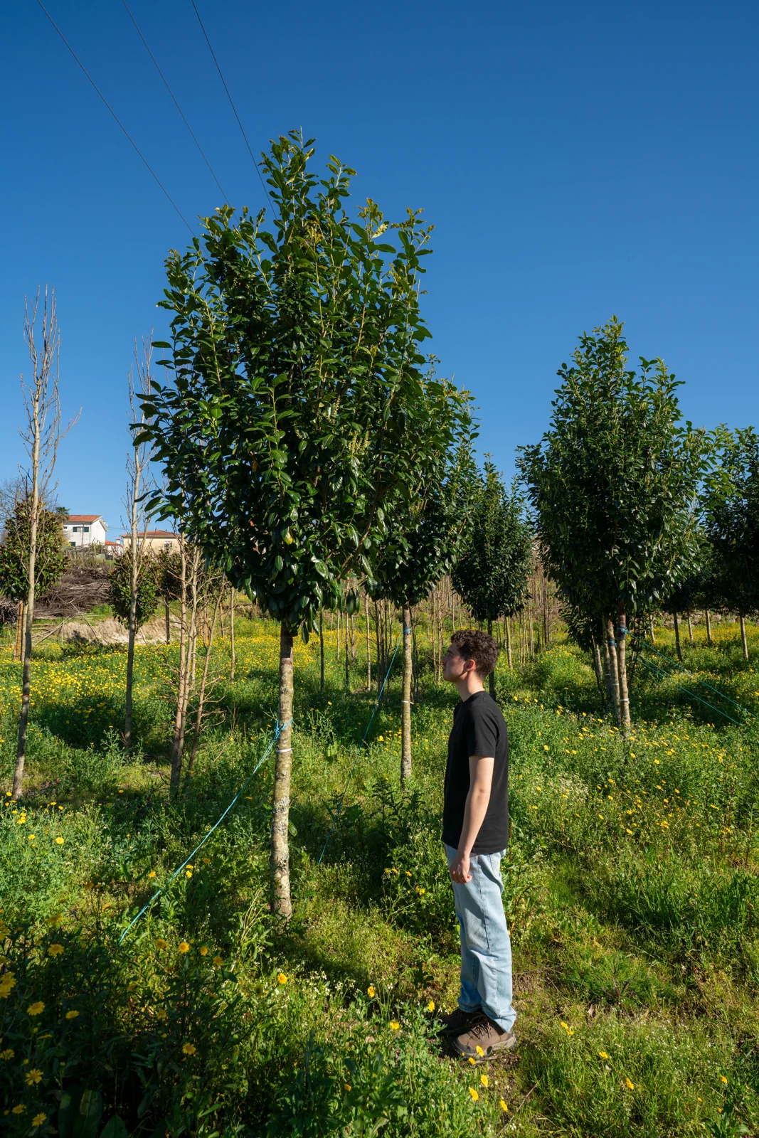 Prunus laurocerasus 'Novita'