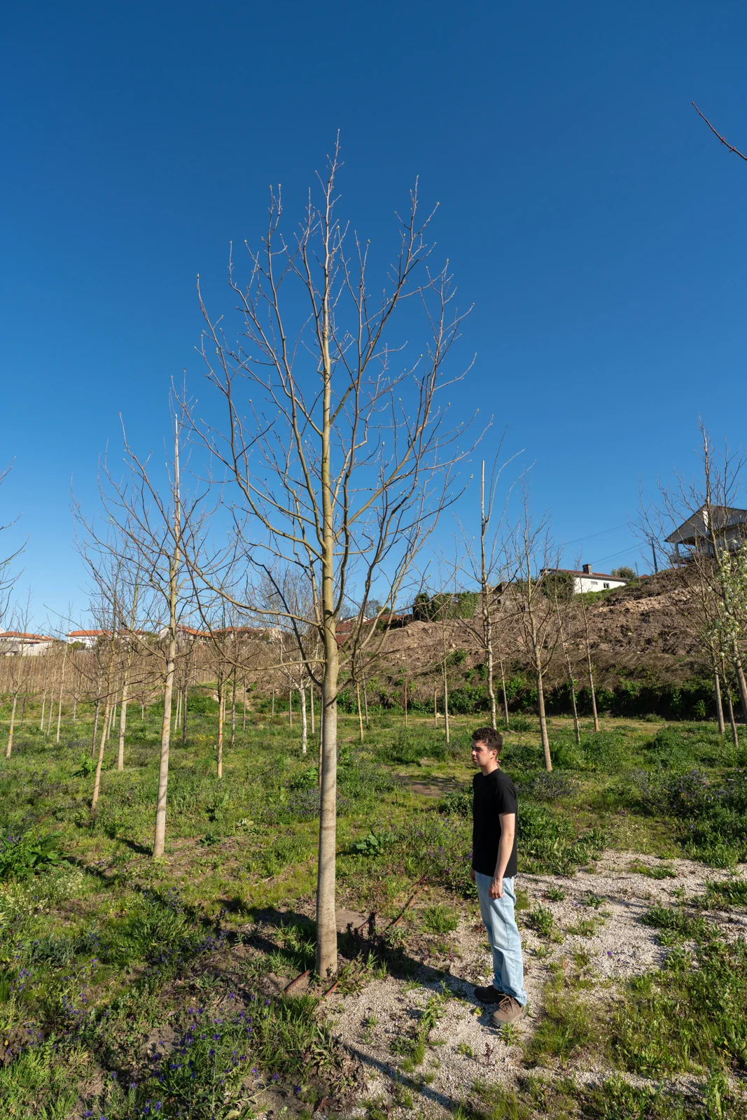 Liriodendron tulipifera