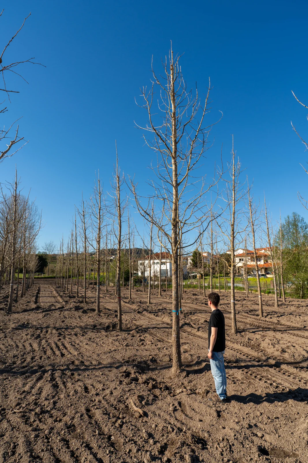 Ginkgo biloba