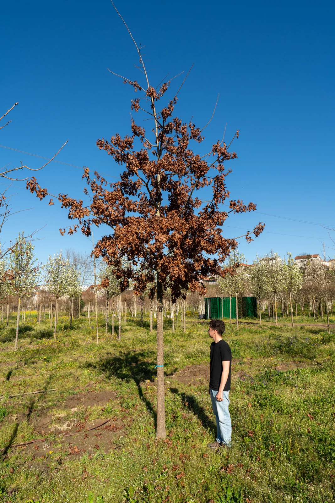 Quercus coccinea