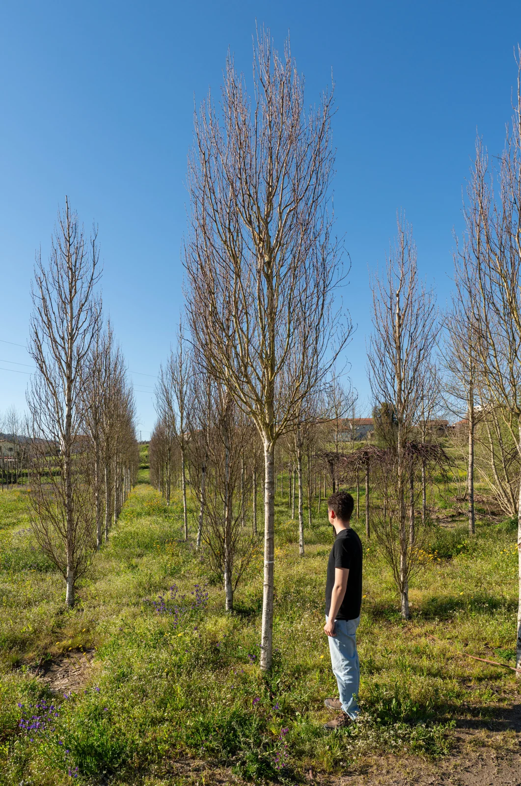 Betula pendula 'Fastigiata'