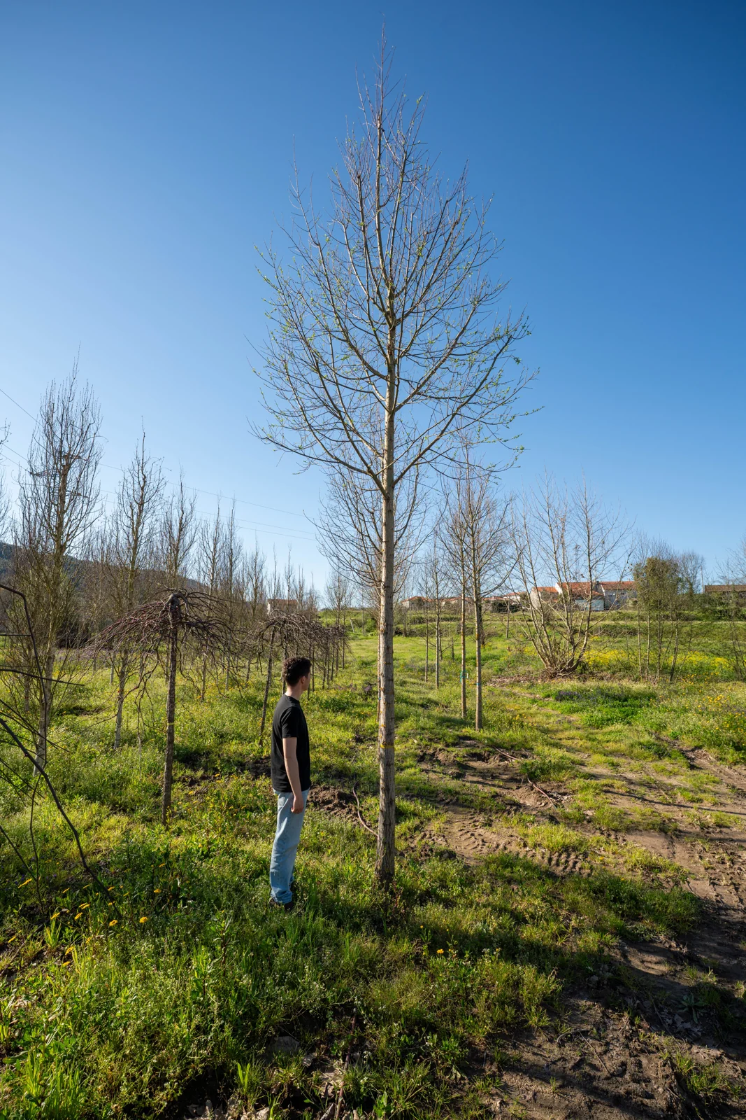 Salix alba