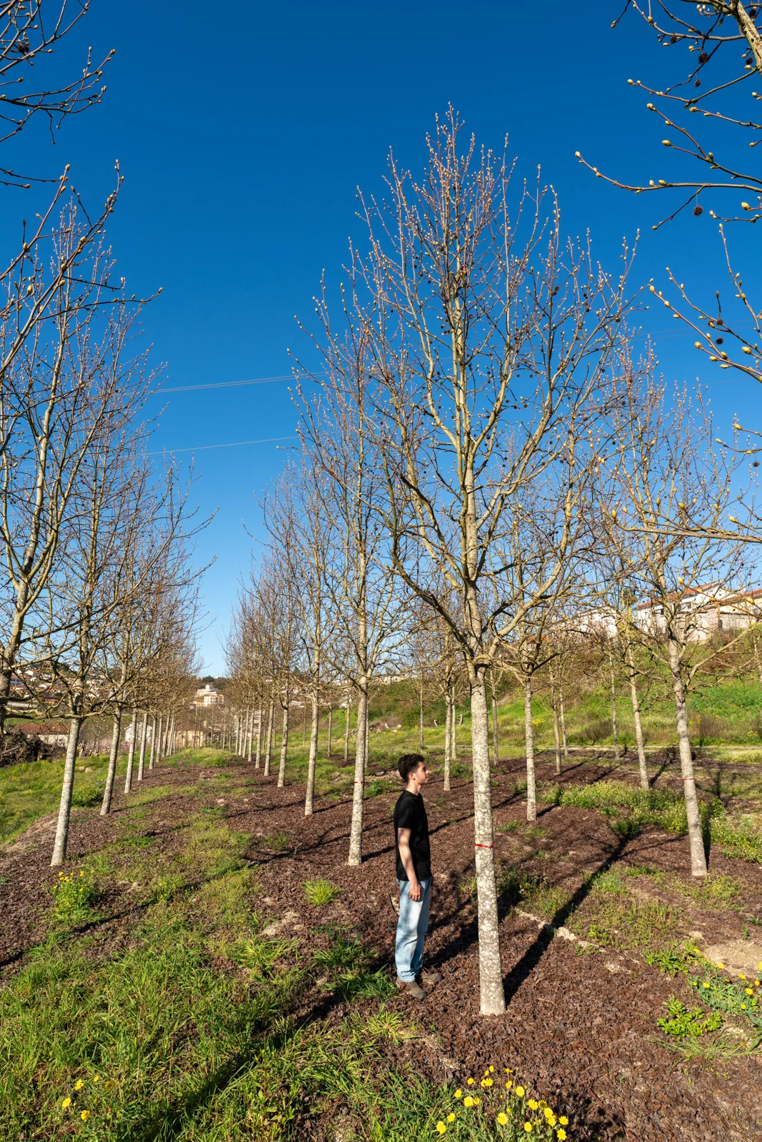 Liquidambar styraciflua 'Palo Alto'