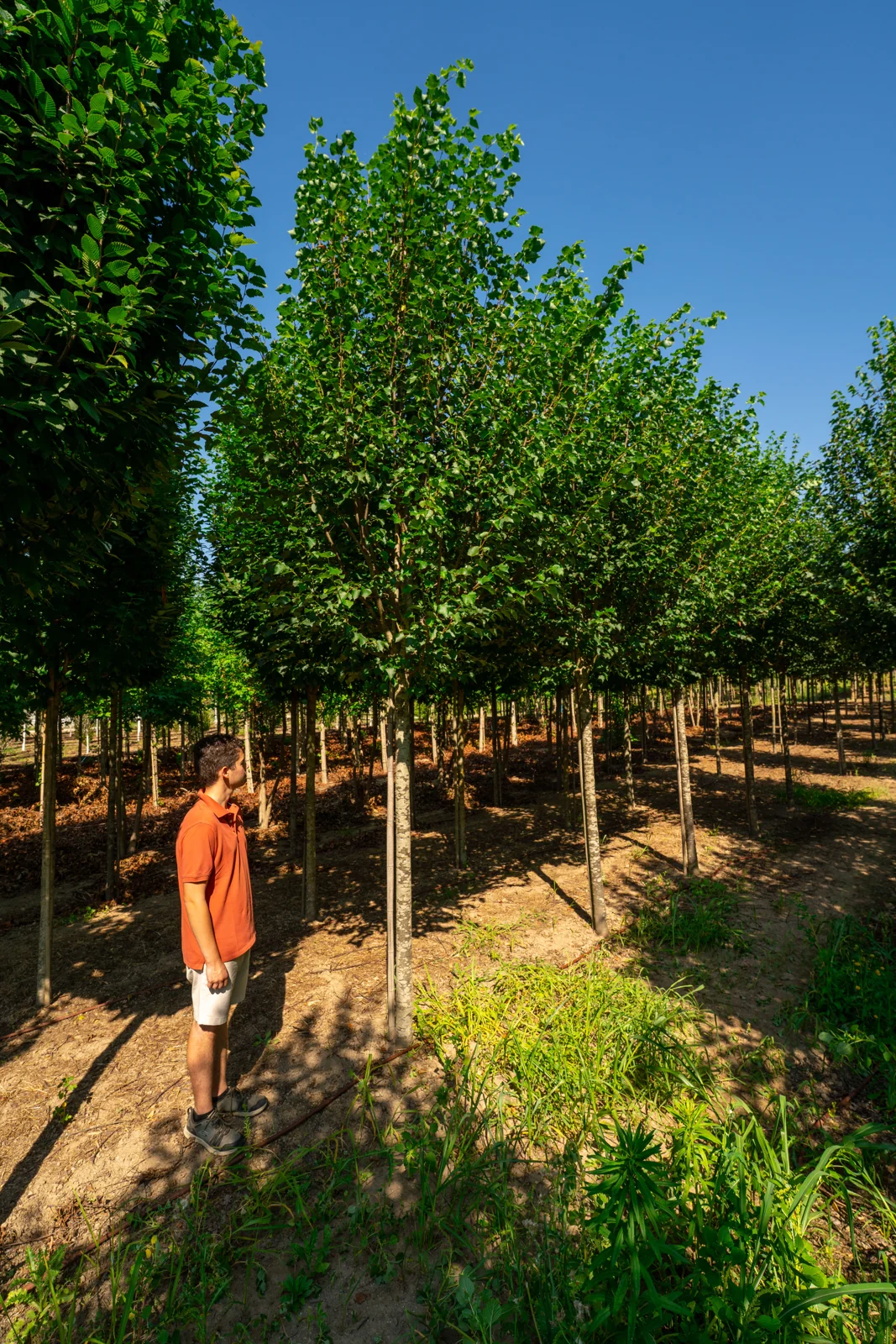 Tilia cordata
