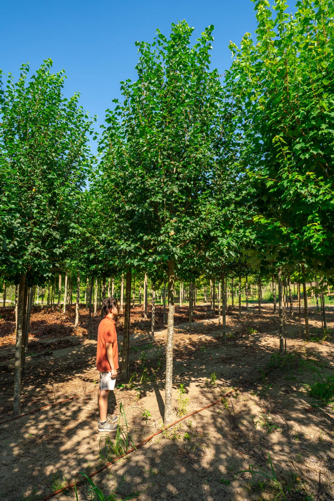 Tilia cordata