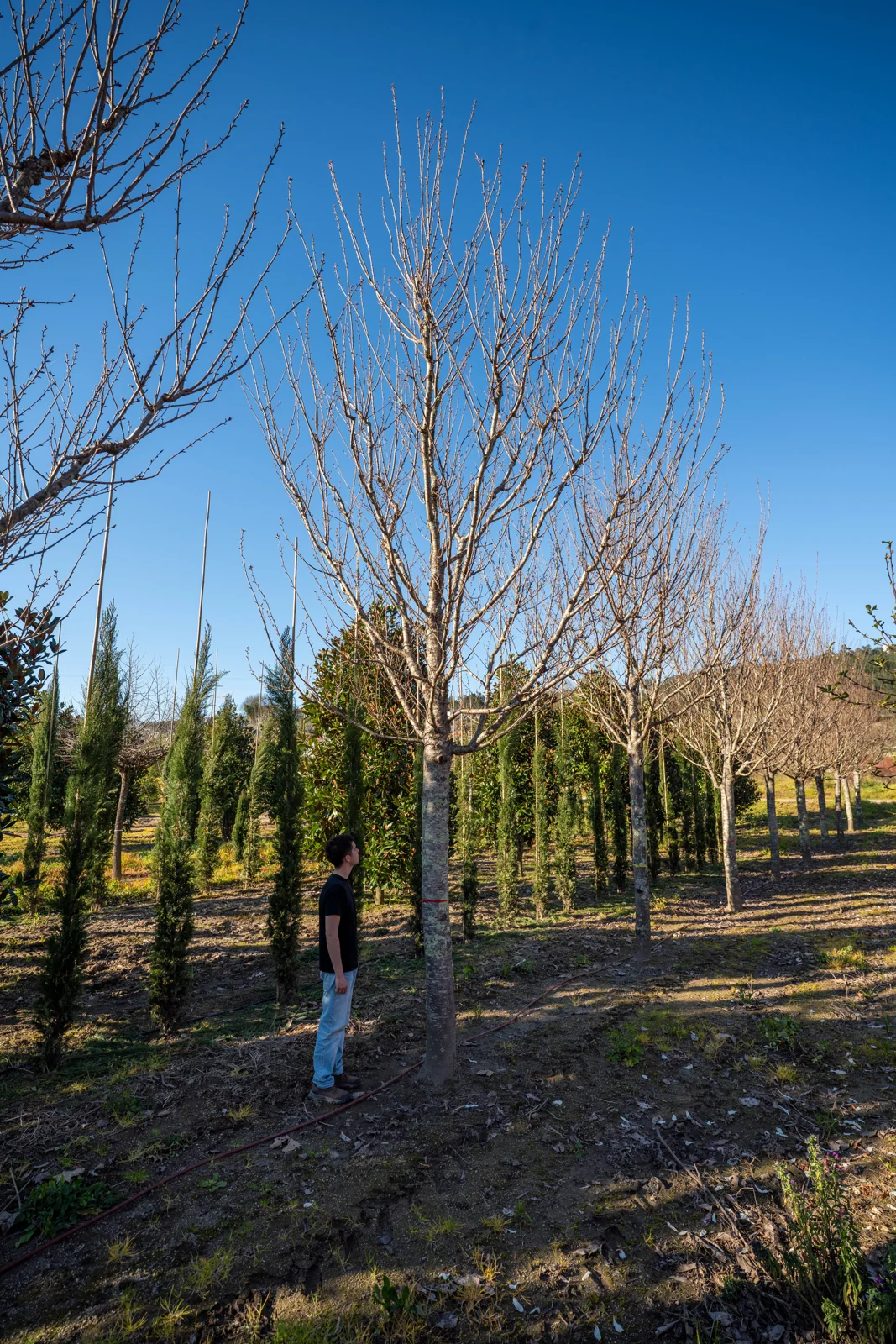 Prunus serrulata 'Kanzan'