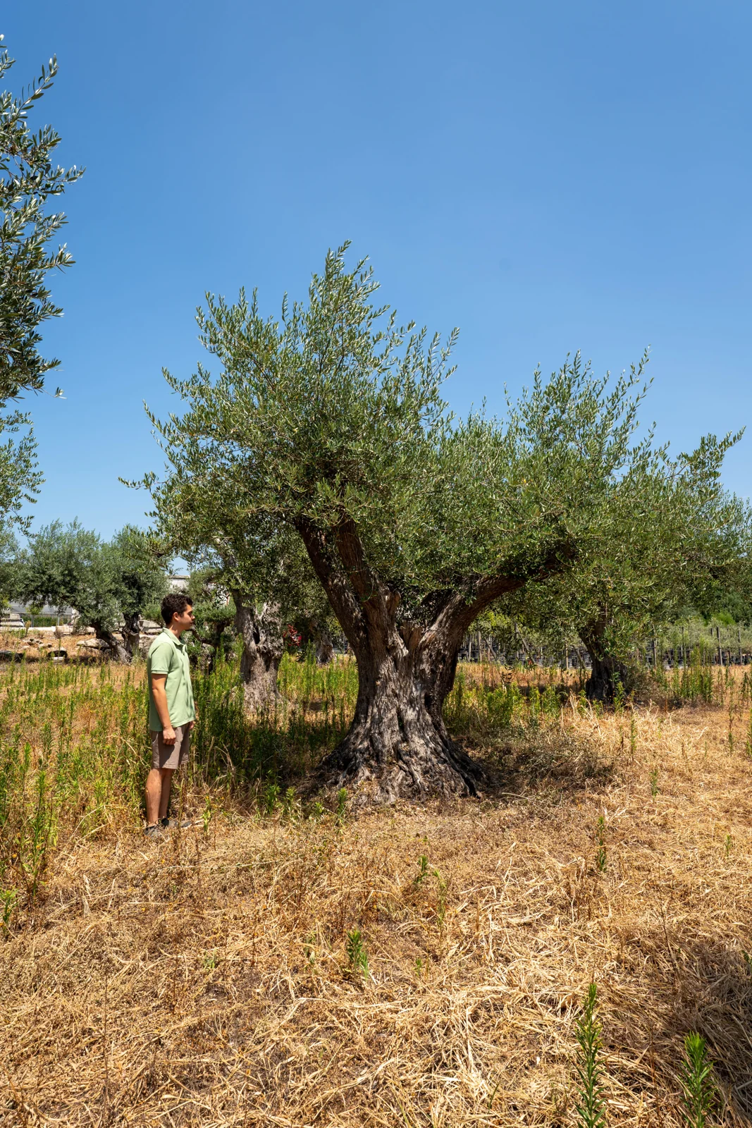 Olea europaea