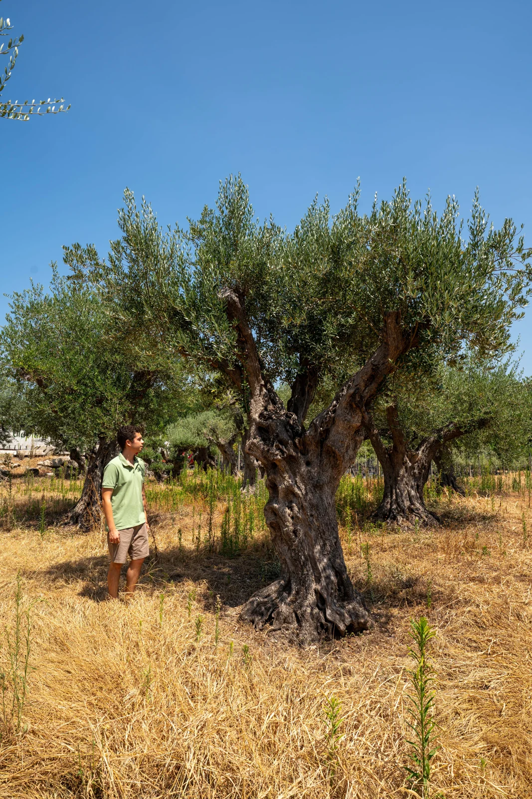 Olea europaea