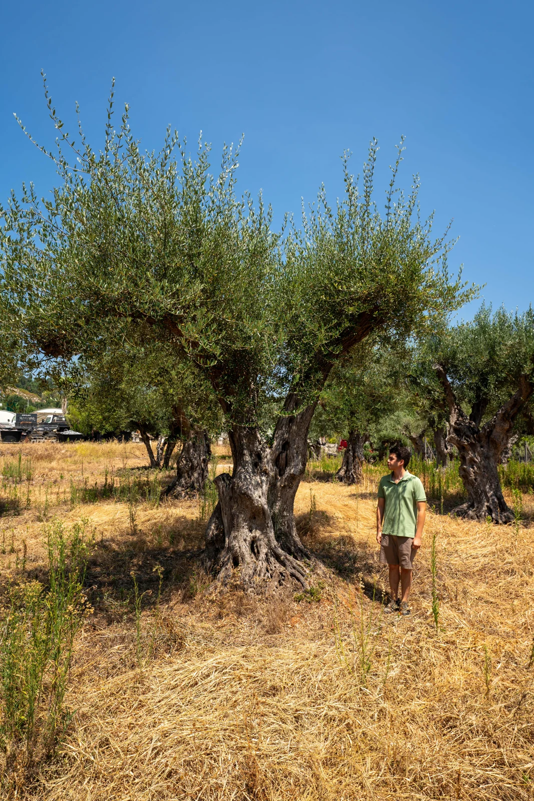 Olea europaea