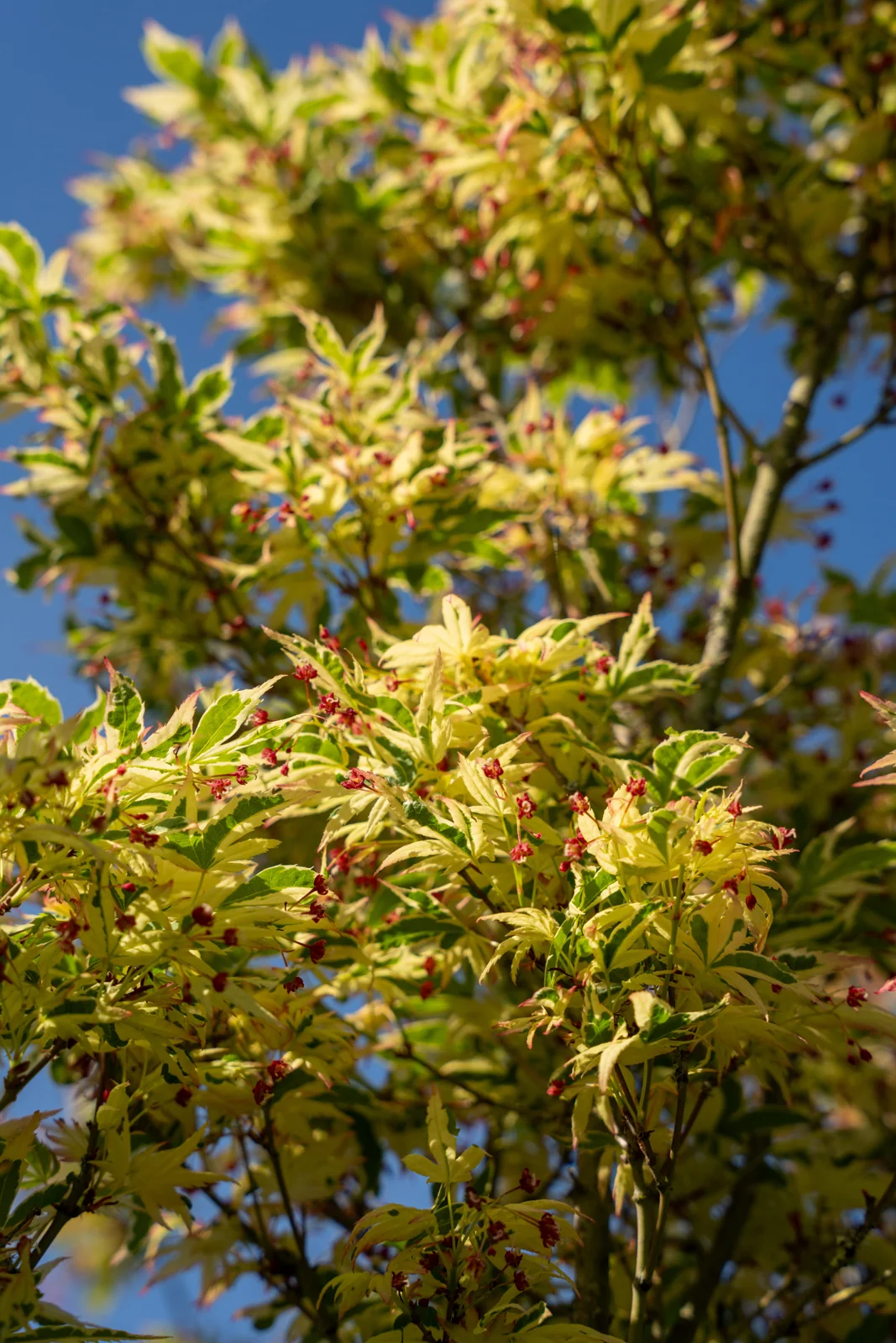 Acer palmatum 'Butterfly'