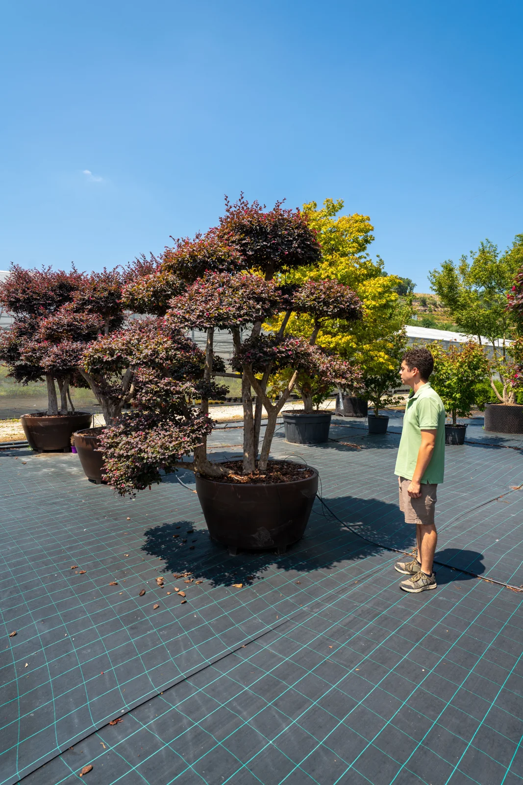 Loropetalum chinense ‘Black Pearl’