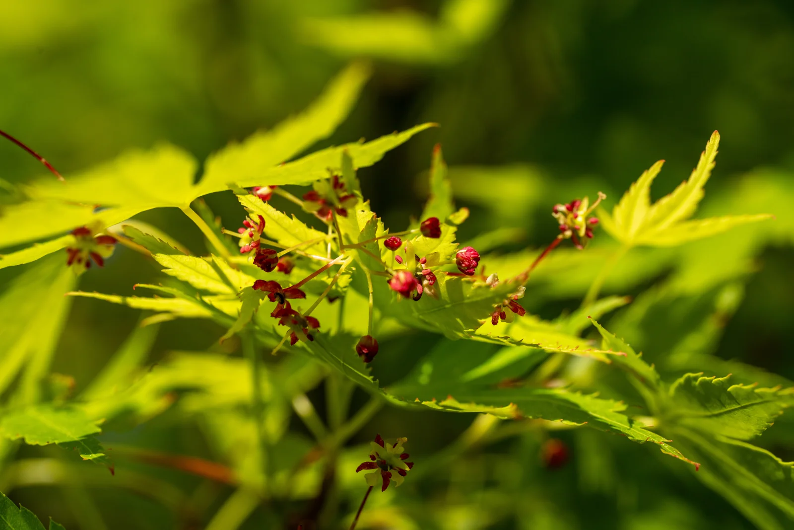 Acer palmatum