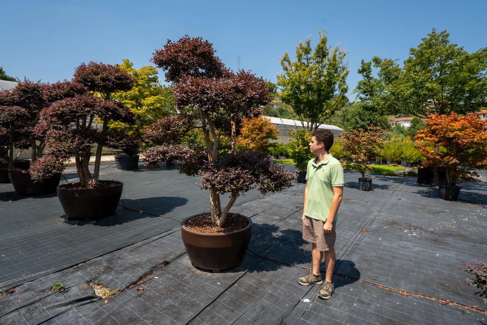 Loropetalum chinense ‘Black Pearl’