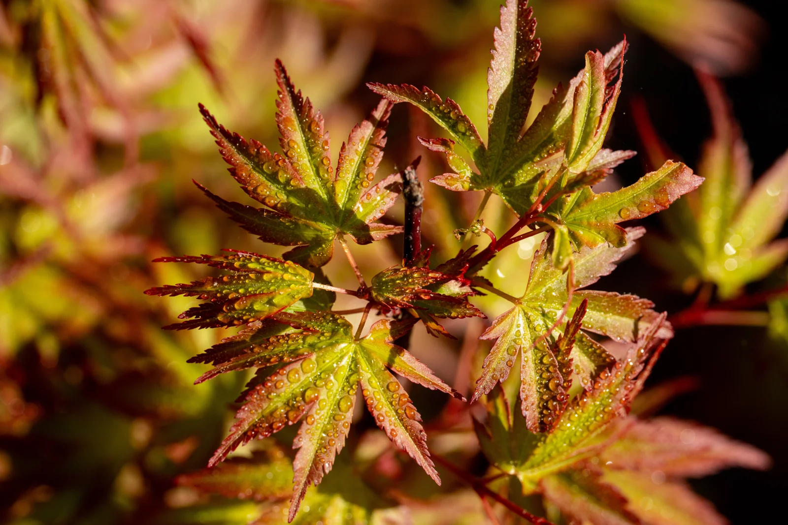 Acer palmatum 'Deshojo'
