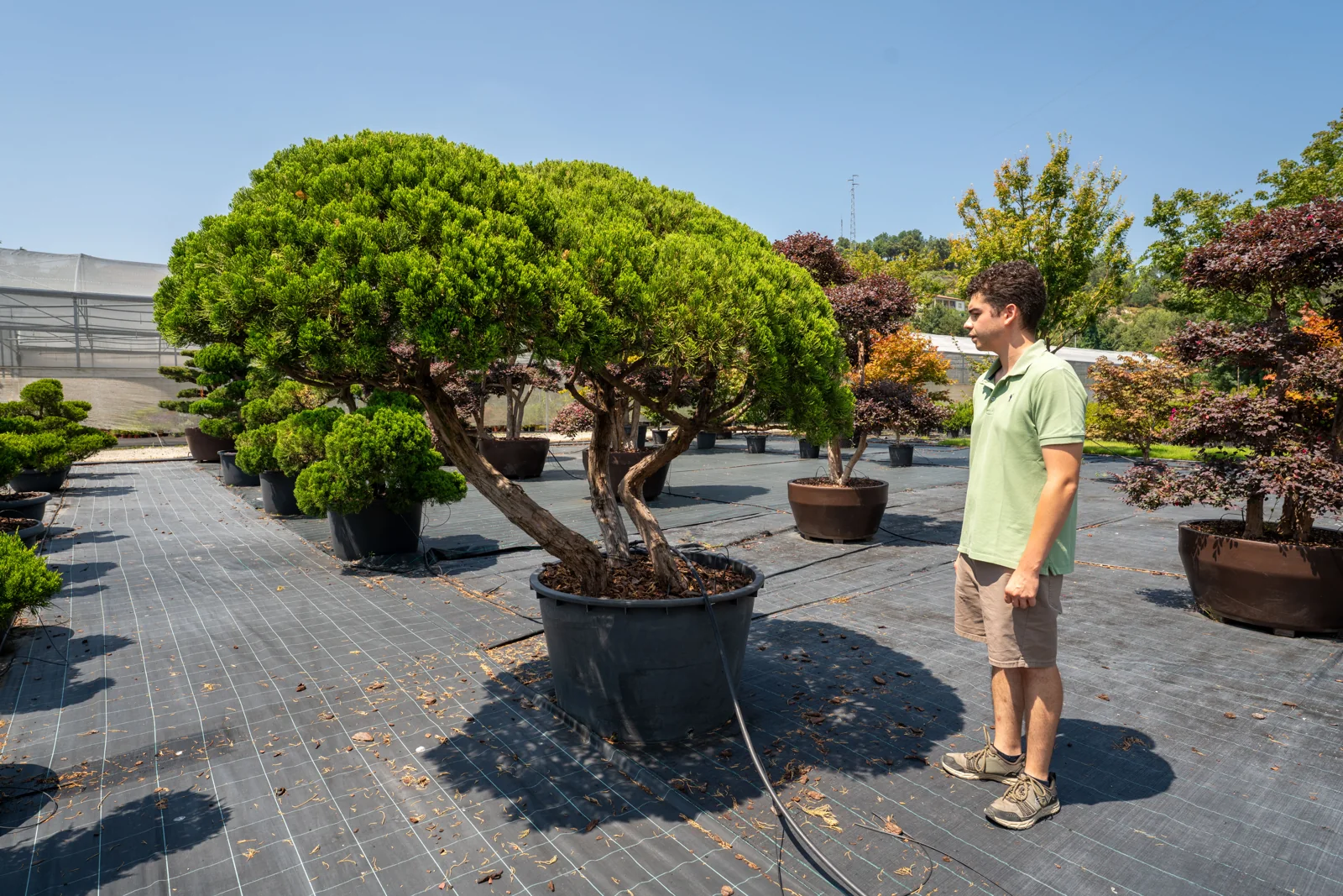 Juniperus chinensis 'Kaizuka'