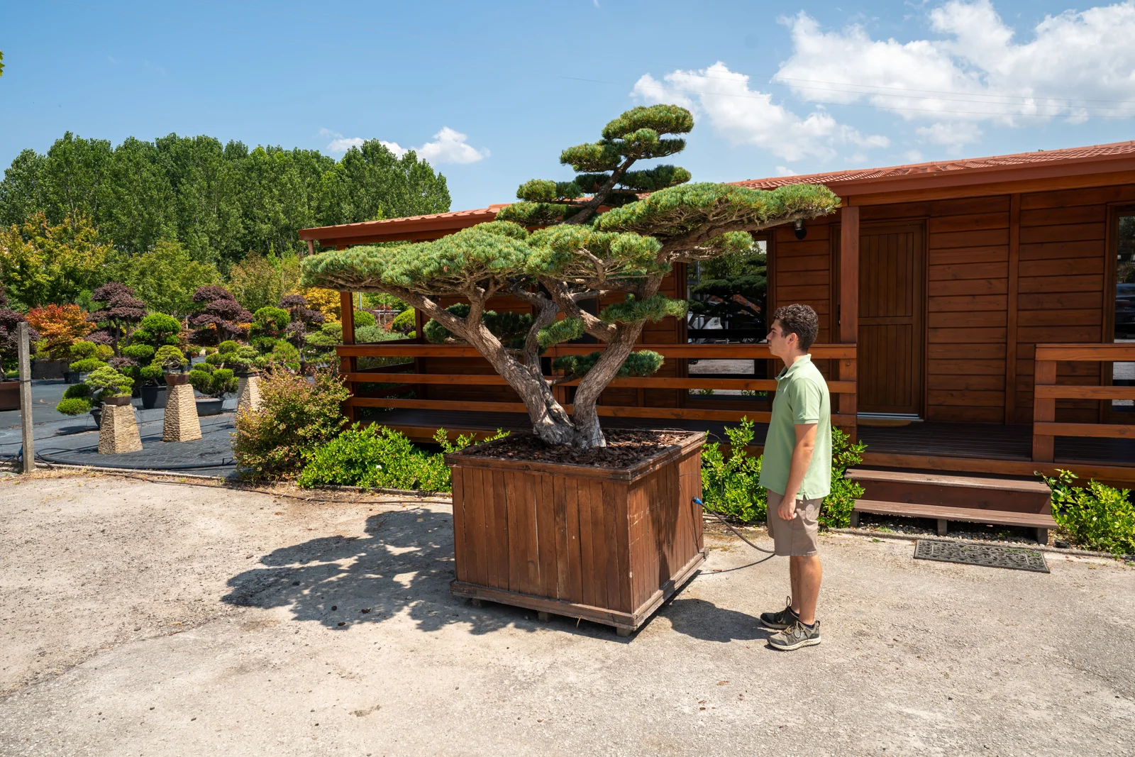 Pinus parviflora 'Pentaphylla'