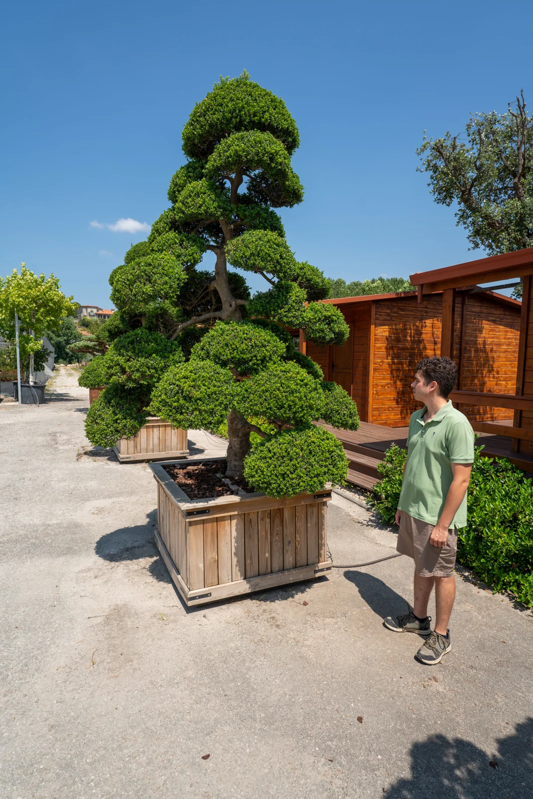 Ilex crenata