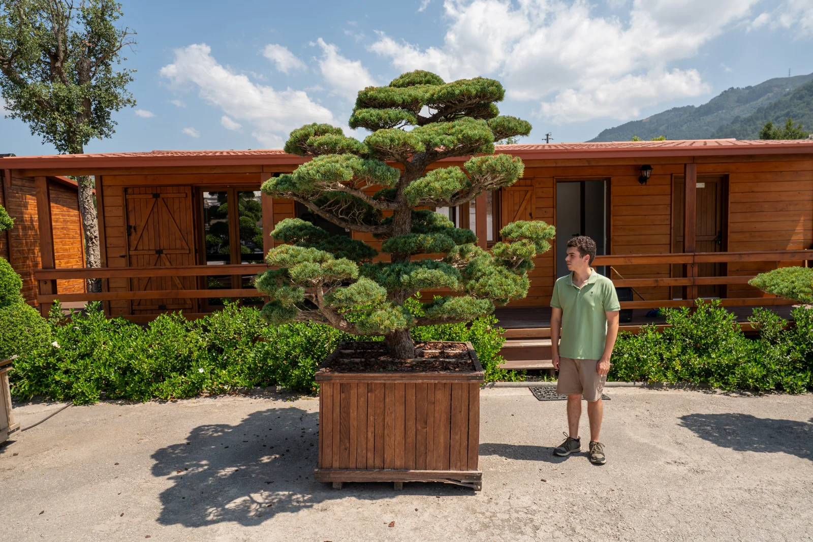 Pinus parviflora 'Pentaphylla'