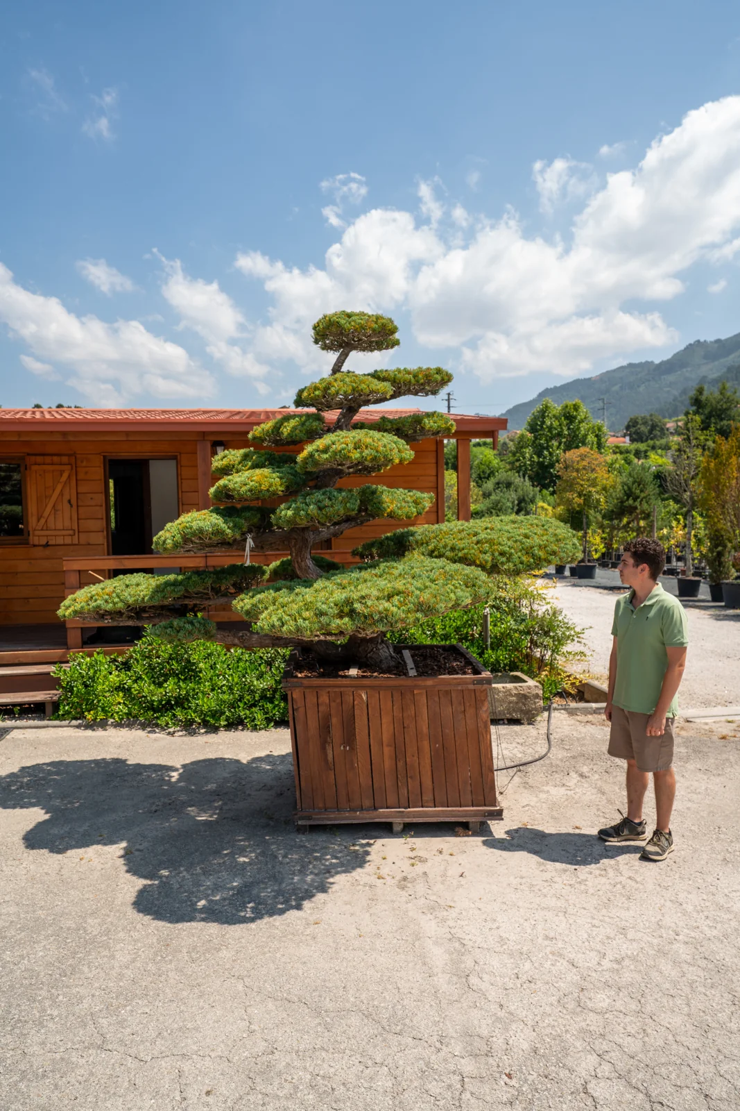 Pinus parviflora 'Pentaphylla'