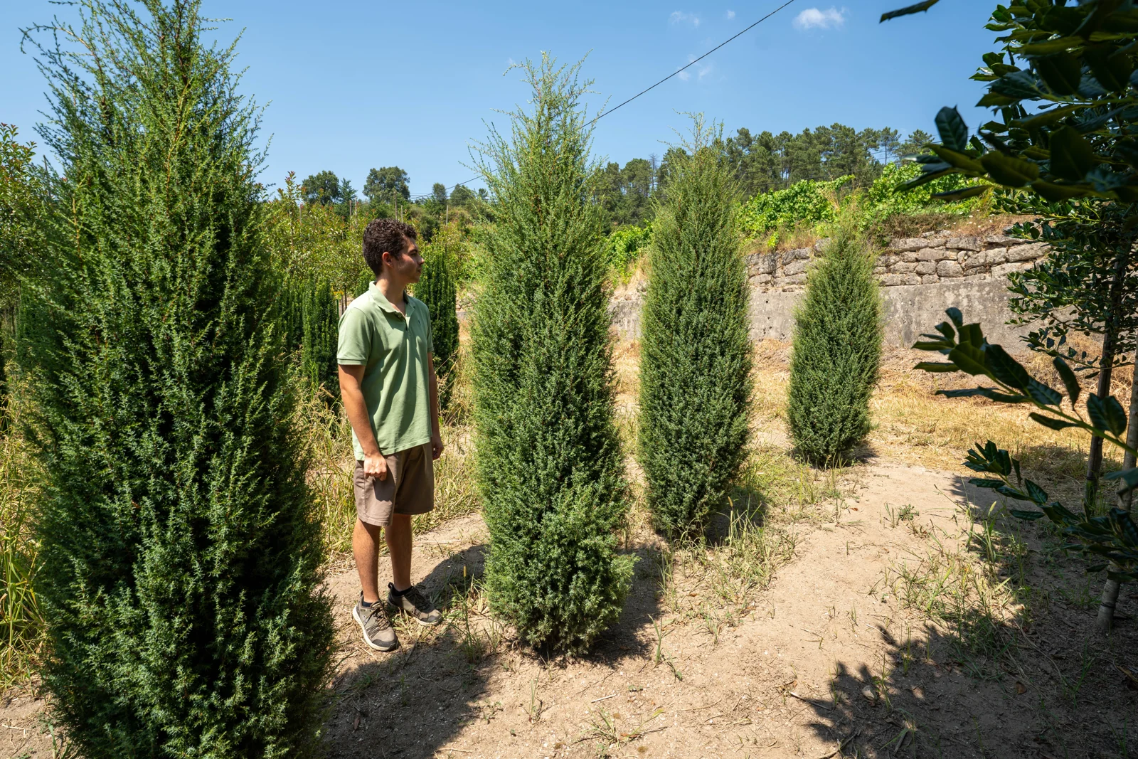 Juniperus communis 'Hibernica'