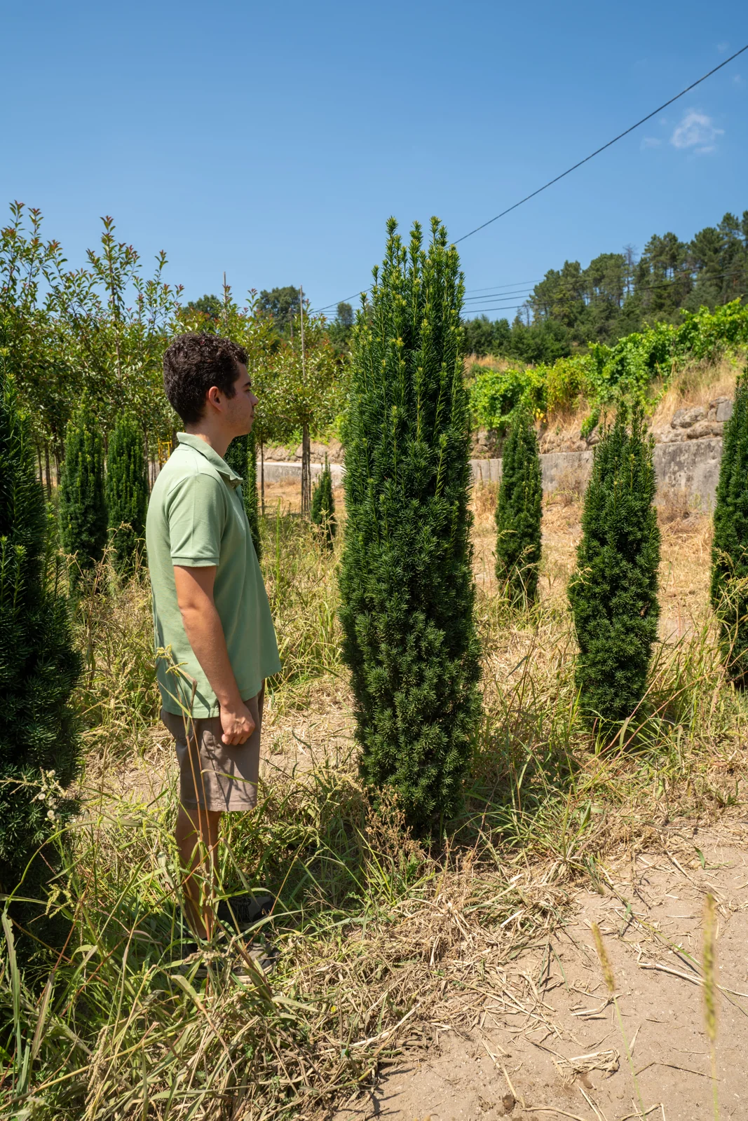 Taxus baccata 'Fastigiata Robusta'