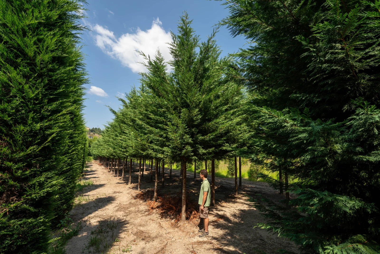 Cupressocyparis leylandii