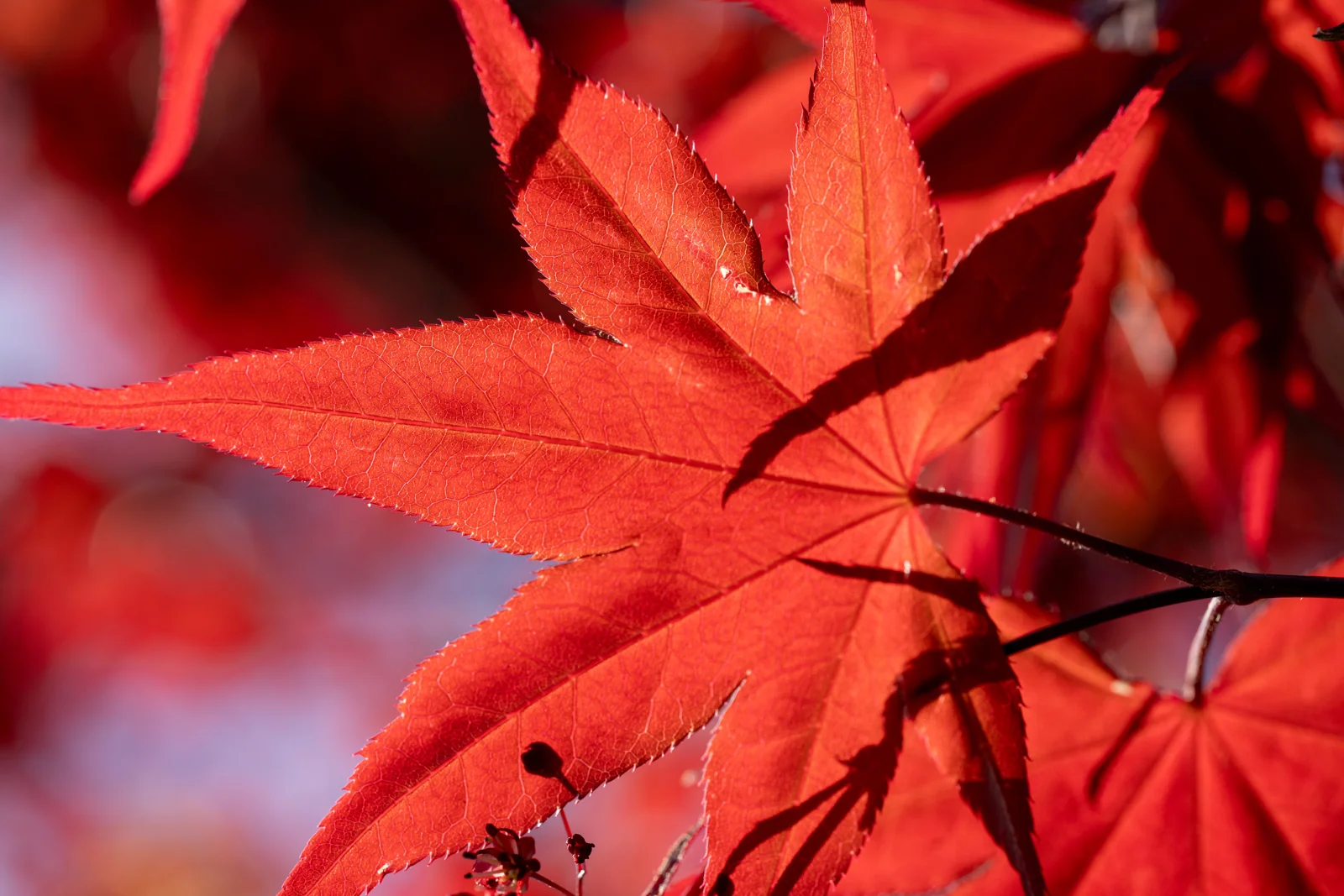 Acer palmatum 'Fireglow'