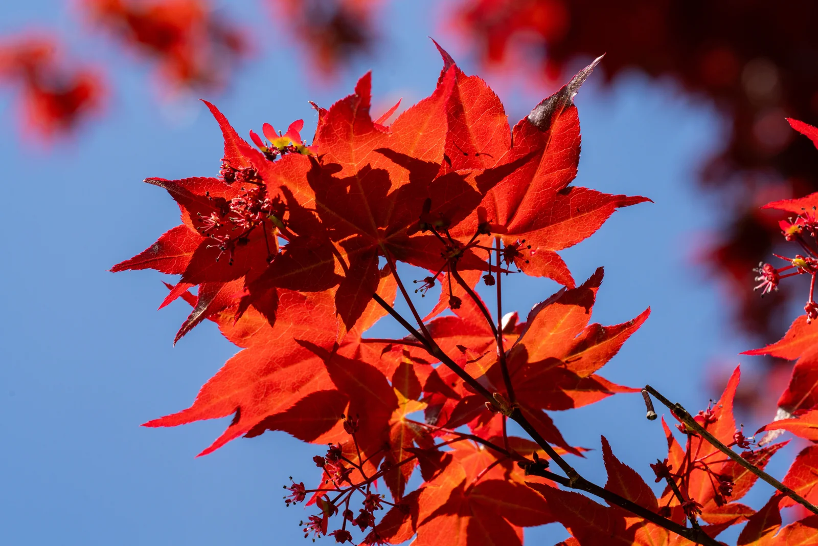 Acer palmatum 'Bloodgood'
