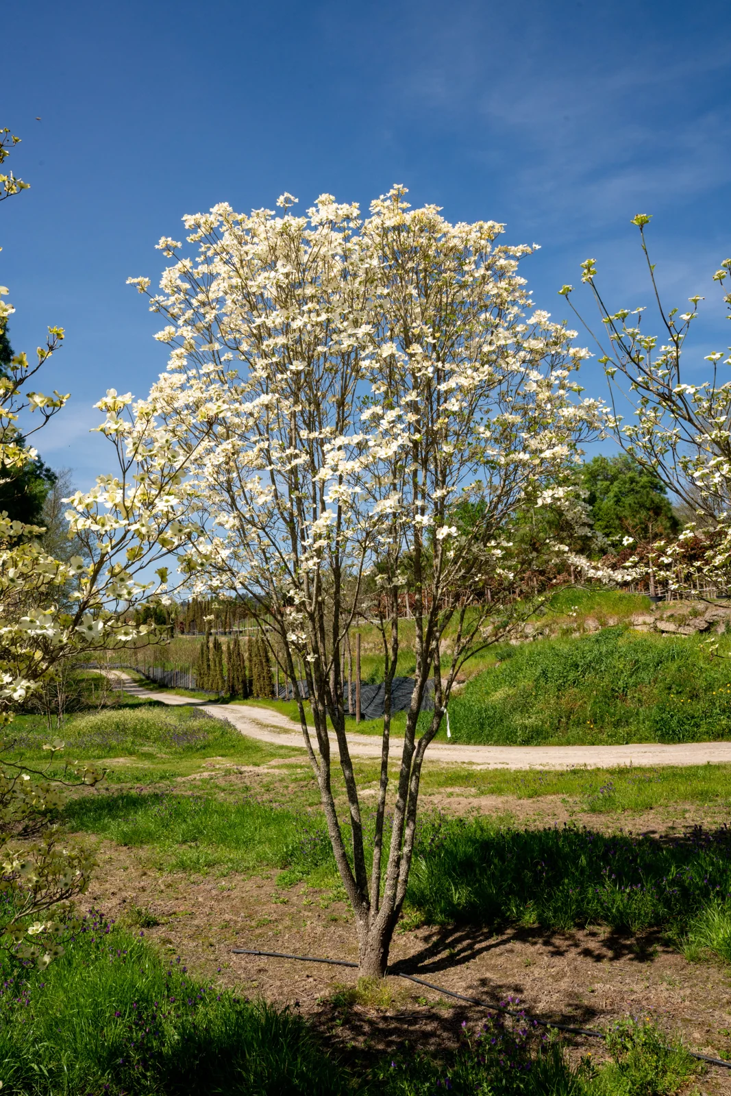Cornus florida