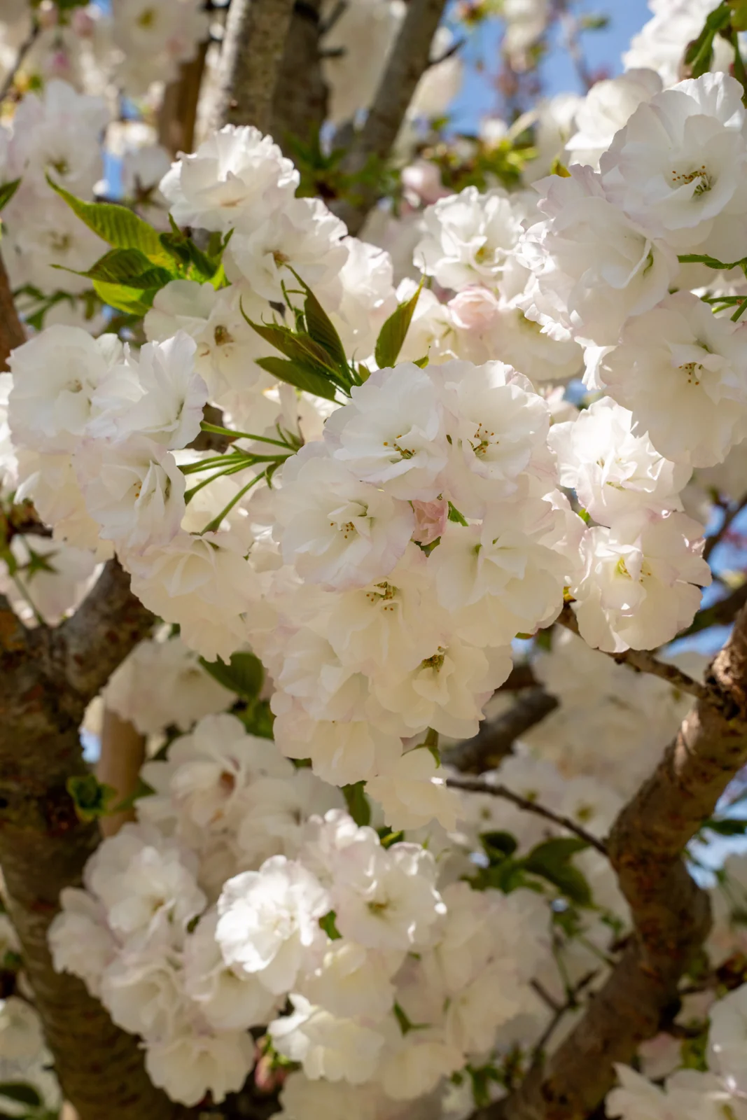 Prunus serrulata 'Shirotae'