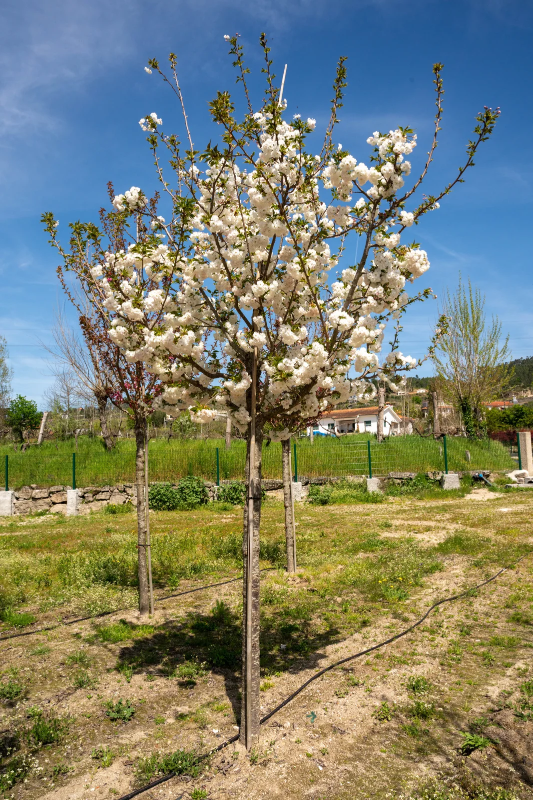 Prunus serrulata 'Shirotae'
