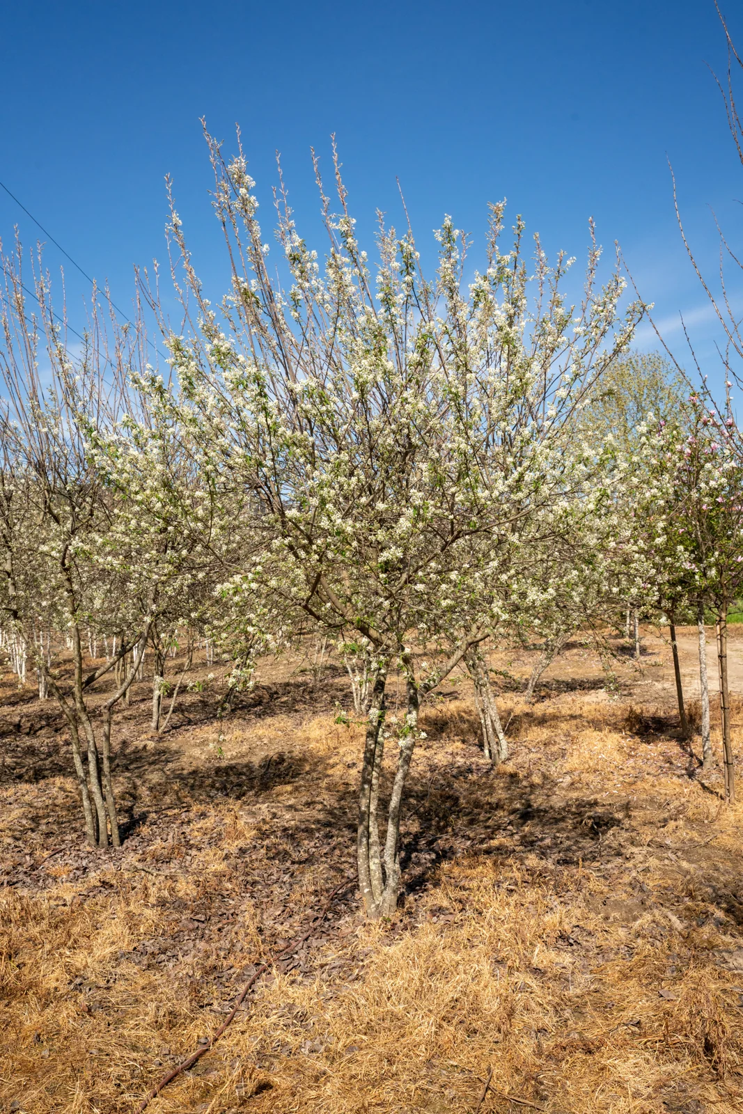 Amelanchier lamarckii