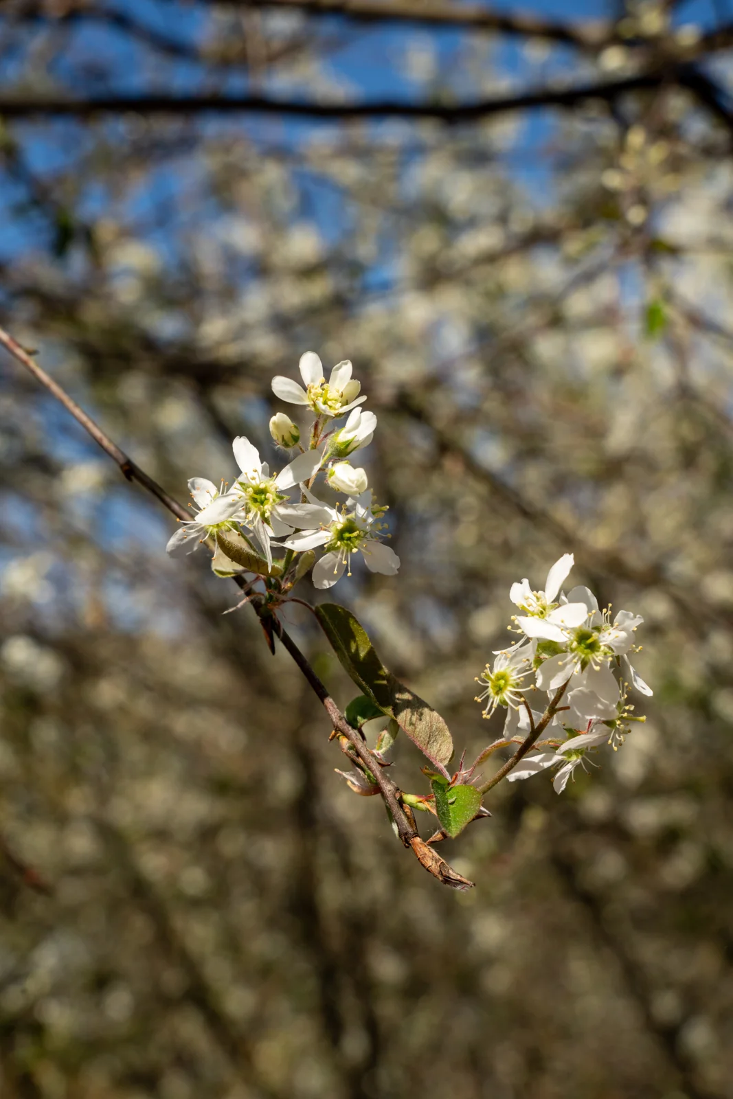 Amelanchier 'Ballerina'